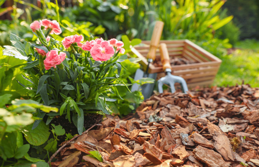 Flowers in the garden