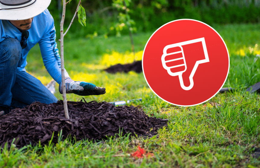 Image of a man placing down mulch with a red thumbs down icon indicating a mistake