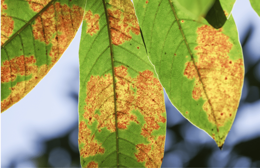 Image featuring yellow tree leaves as a sign of tree stress.
