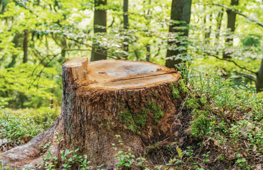 Photograph of a tree stump in the forest. Featured in the article "Tree Removal Costs"