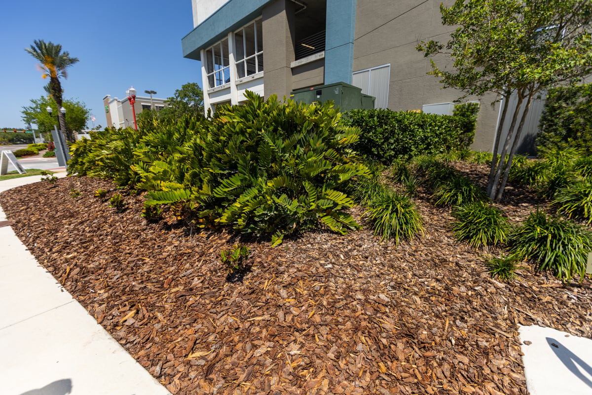 mulch mistake showing too much mulch being placed too close to shrubs