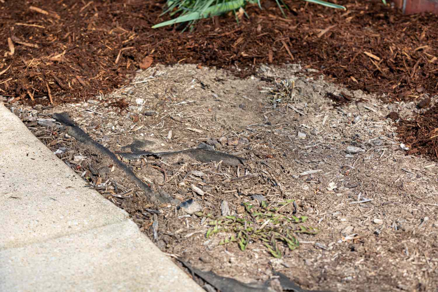 mulch mistake showing a sparse landscape bed needing mulch replaced