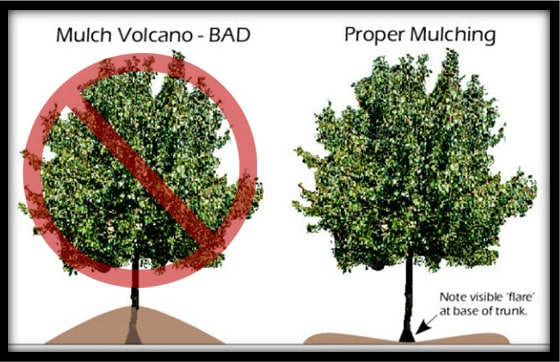 The most common mulch mistake showing what not to do and how to correctly place mulch around trees.