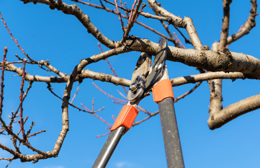 Photograph of tree trimmers pruning a tree as featured in the article tree trimming vs pruning.