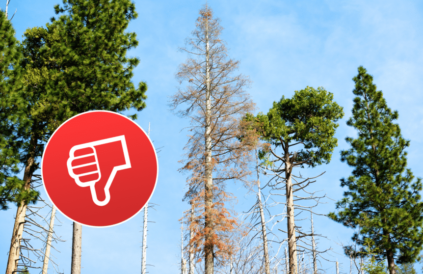 Photo of a dead tree in the article tree care mistakes