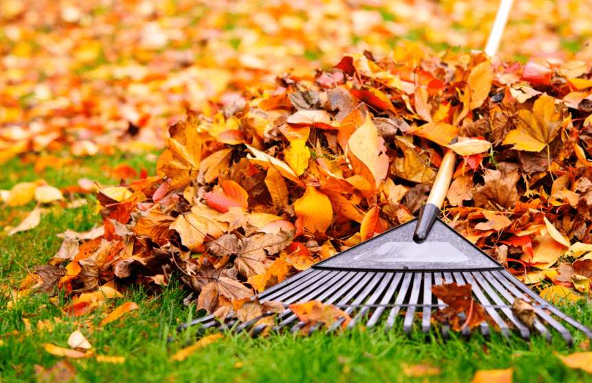 Photograph of a rake in fall leaves demonstrating fall landscape prep.