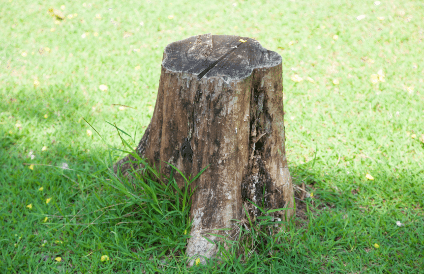 photograph of a tree stump for the article: when should you remove a tree stump?
