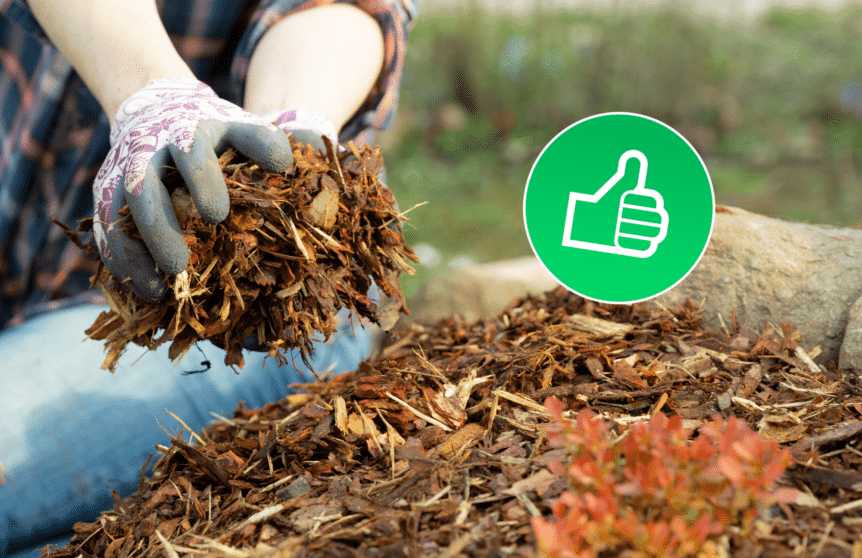A photograph of a person holding mulch in the fall for the article, "Benefits of Mulching in the Fall"