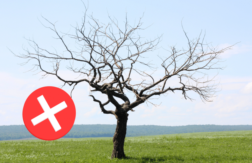 Photograph of a dead tree for the article "5 Signs a Tree Should Be Removed Before Winter in the Midwest"